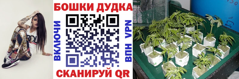 Канабис гибрид  Рыльск 